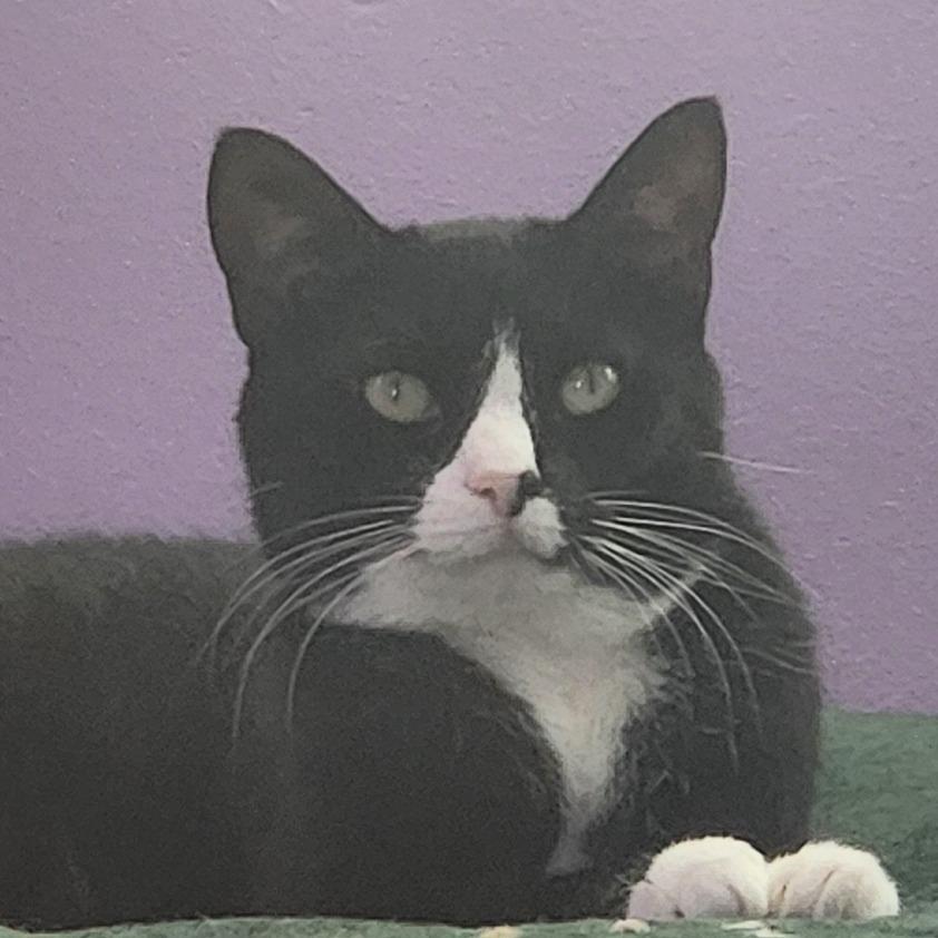 Moon, a Adoptable mixed breed in Evansville, IN image 5/6