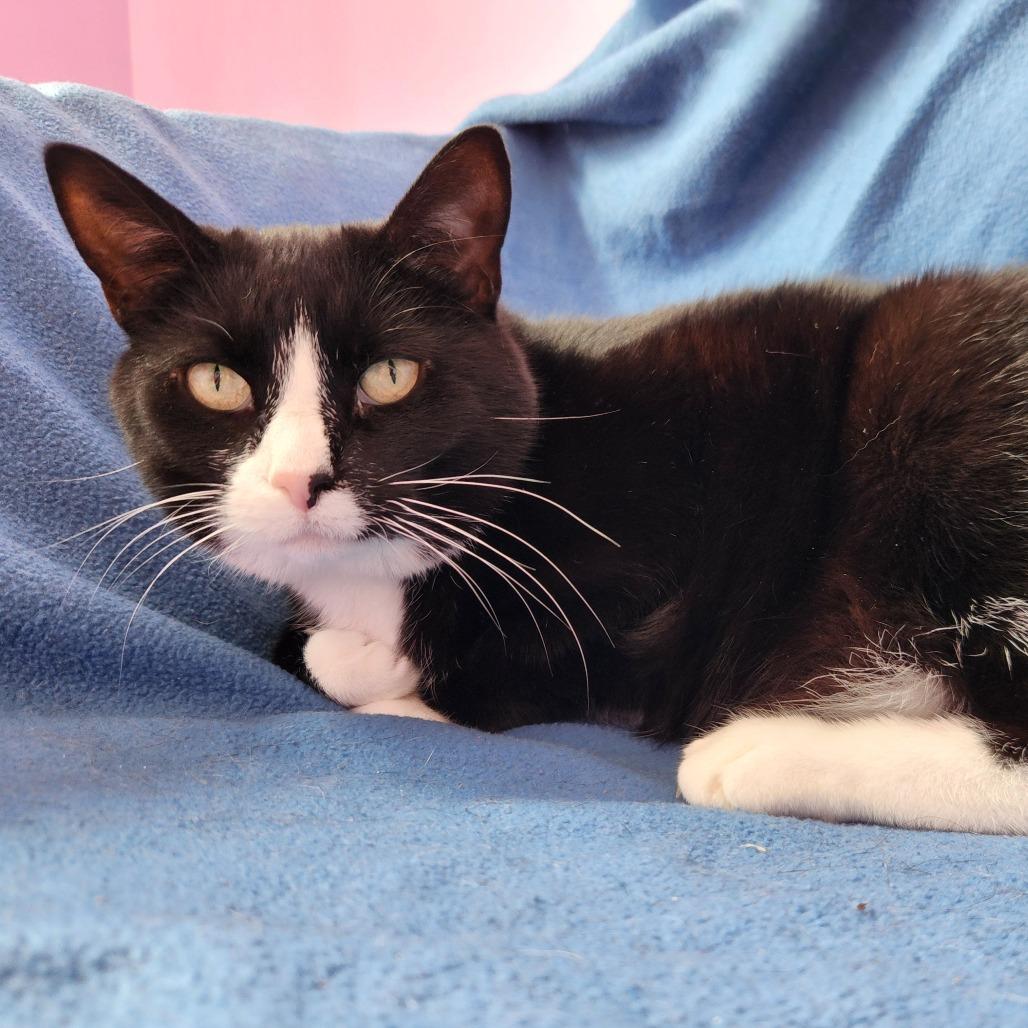 Enlarge Moon, a Adoptable mixed breed in Evansville, IN image 6/6