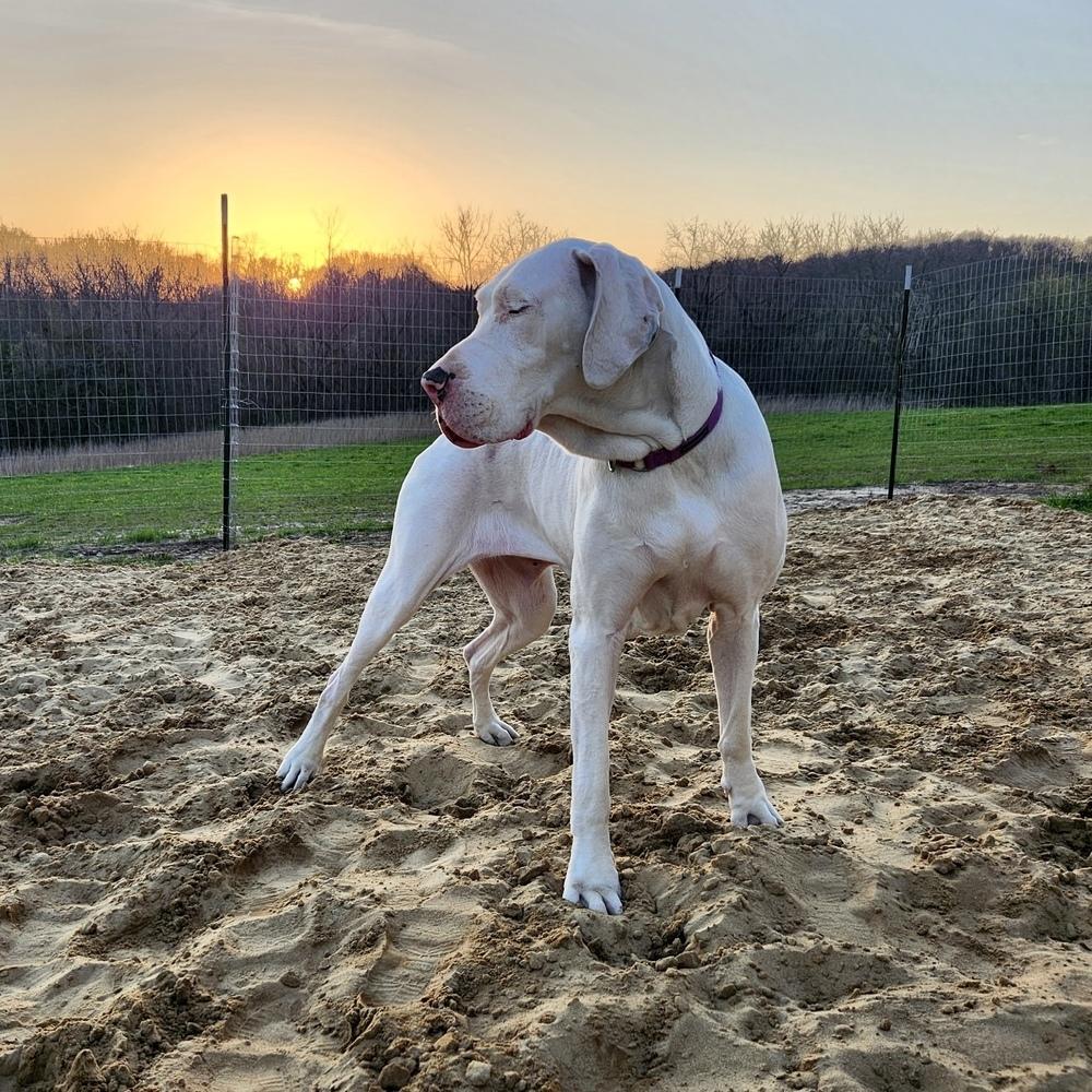 Enlarge Luna (22-107), a Adoptable Great Dane in Eagan, MN image 1/4