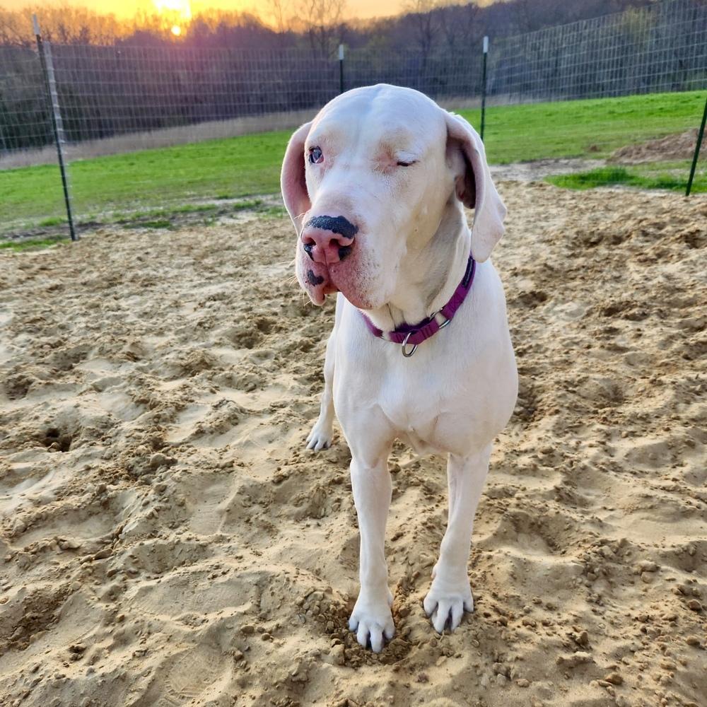 Enlarge Luna (22-107), a Adoptable Great Dane in Eagan, MN image 2/4