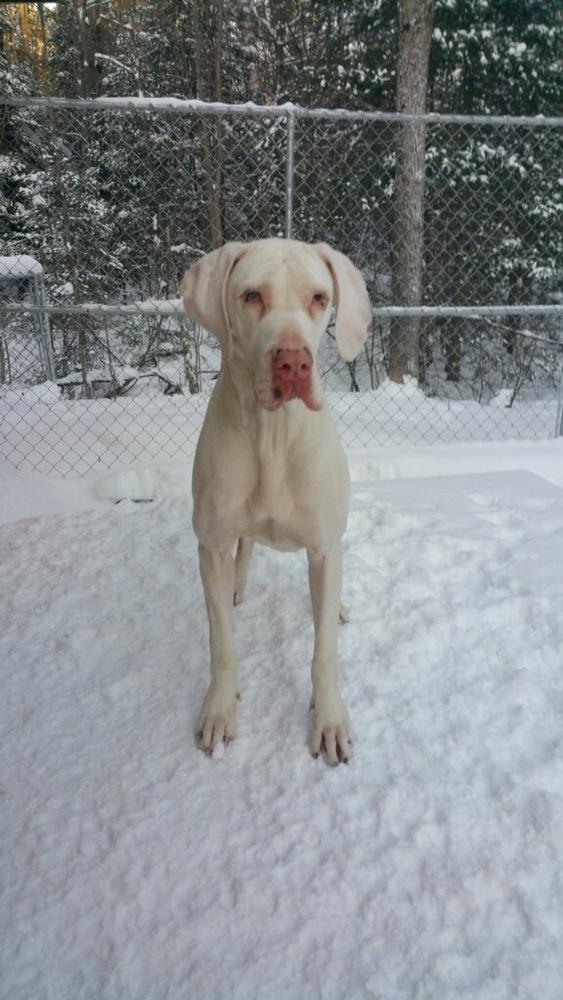Enlarge Luna (22-107), a Adoptable Great Dane in Eagan, MN image 3/4
