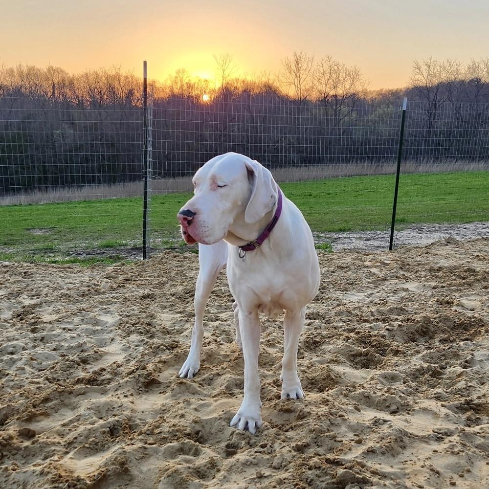 Enlarge Luna (22-107), a Adoptable Great Dane in Eagan, MN image 4/4