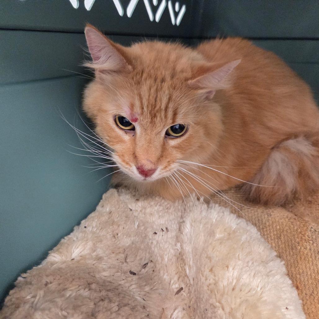 Tab, Adoptable, Senior Male Domestic Long Hair.