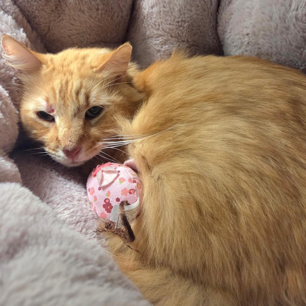 Enlarge Tab, a Adoptable Domestic Long Hair in Chattanooga, TN image 2/2