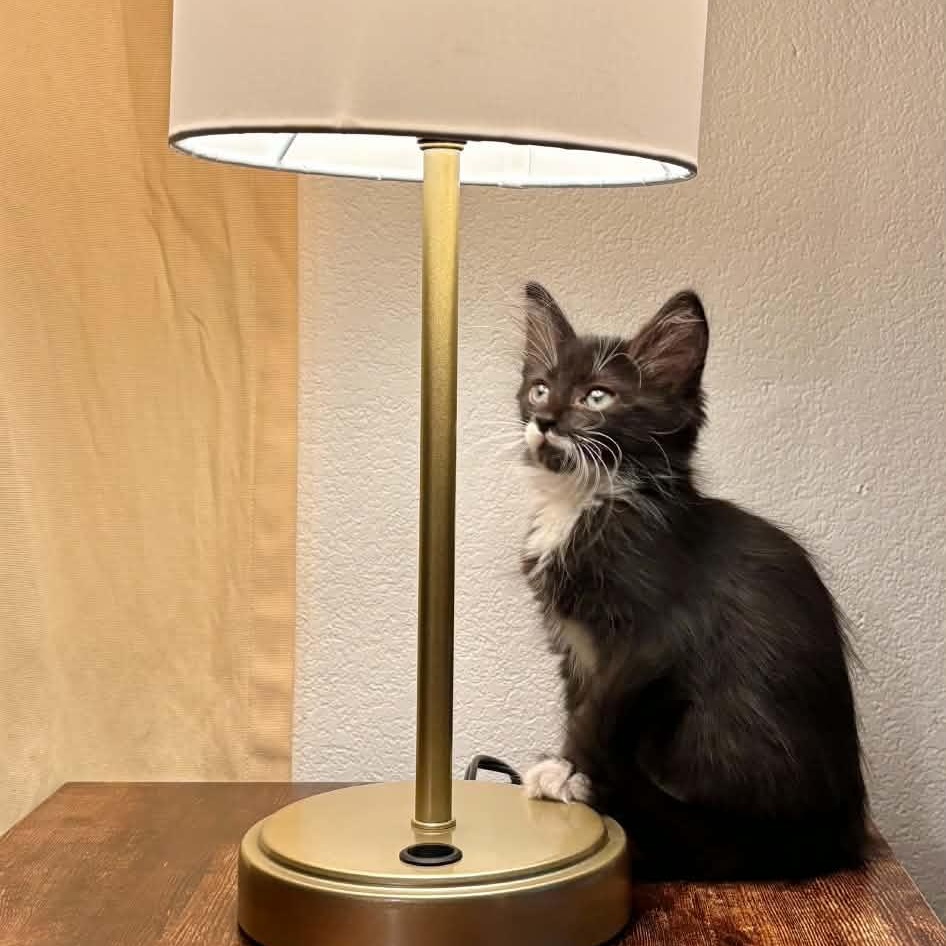 Wren, Adoptable, Kitten Female Tuxedo & Domestic Medium Hair.
