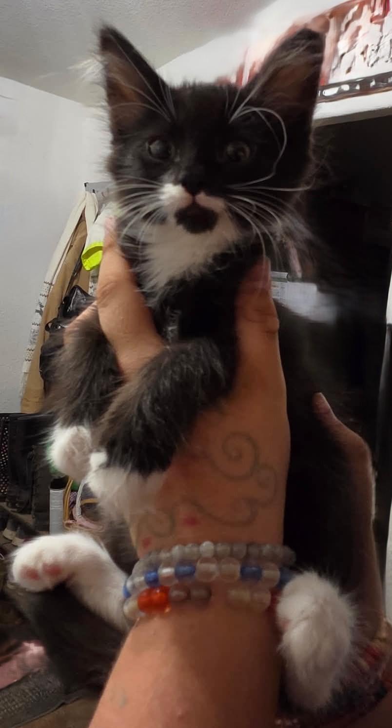 Enlarge Wren, a Adoptable mixed breed in Tehachapi, CA image 5/5