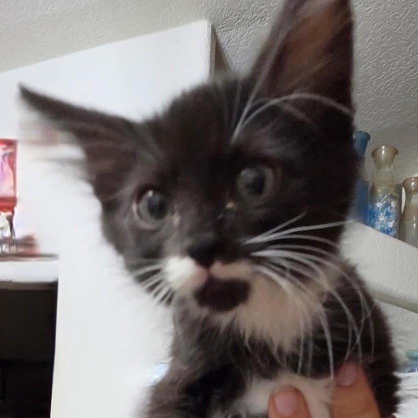 Enlarge Wren, a Adoptable mixed breed in Tehachapi, CA image 2/5