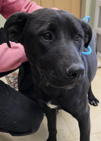 Olive, ADOPTABLE, Young Female Mixed Breed.