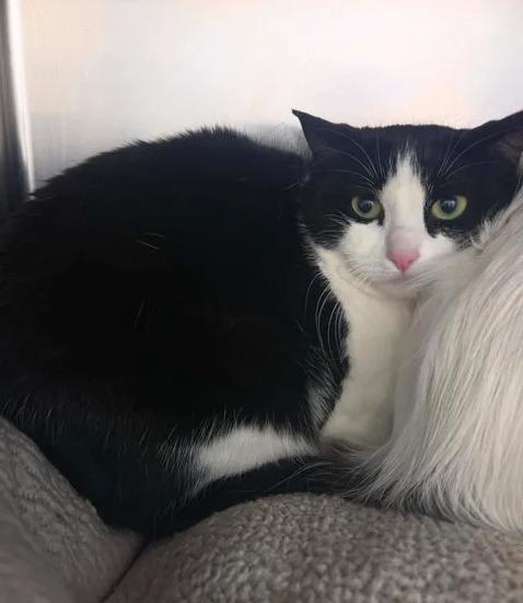 Buffy, Adoptable, Adult Female Domestic Short Hair.