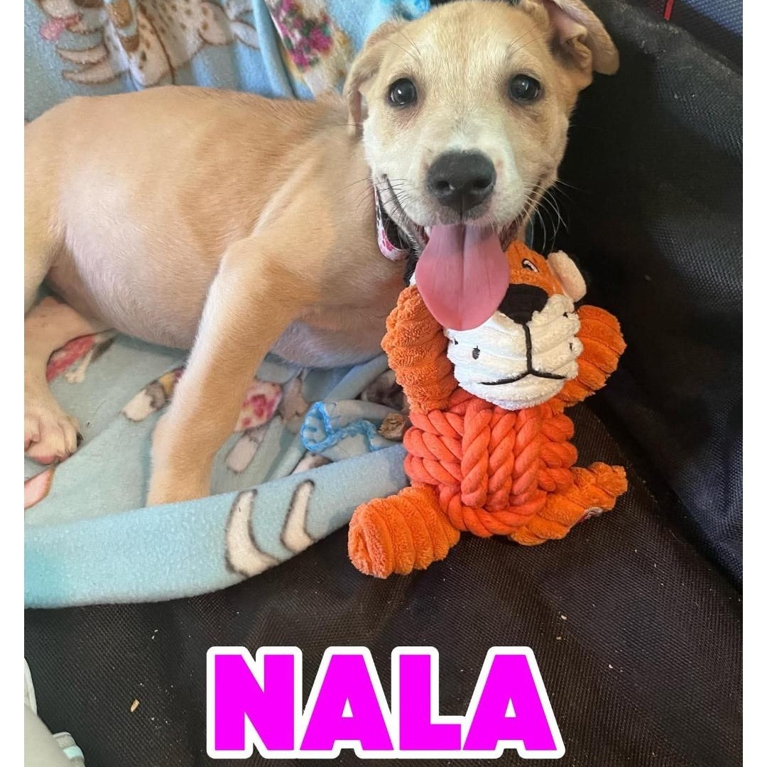 Nala, Adopted, Puppy Female American Staffordshire Terrier & Labrador Retriever.