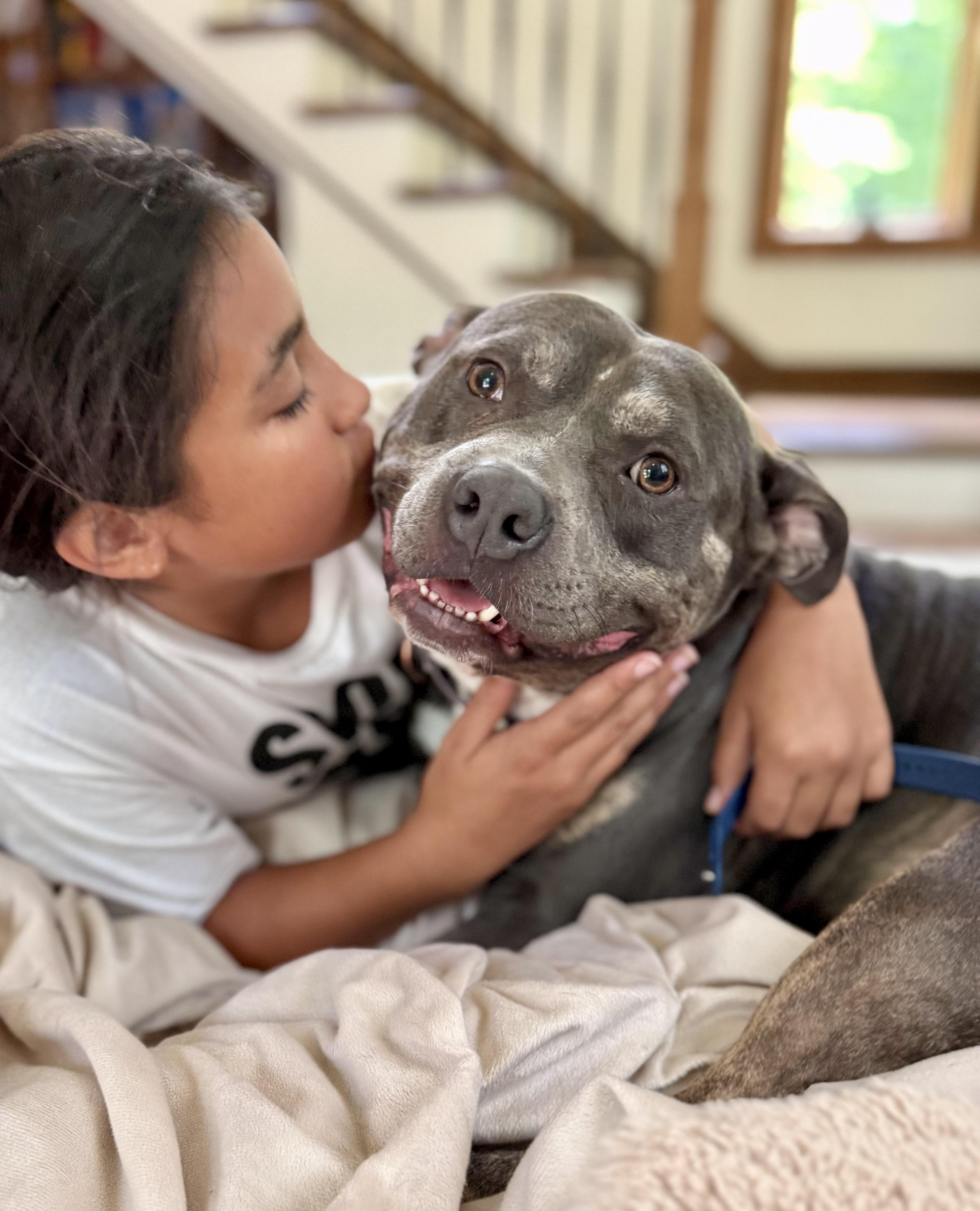 Clyde, ADOPTABLE, Adult Male American Bully.