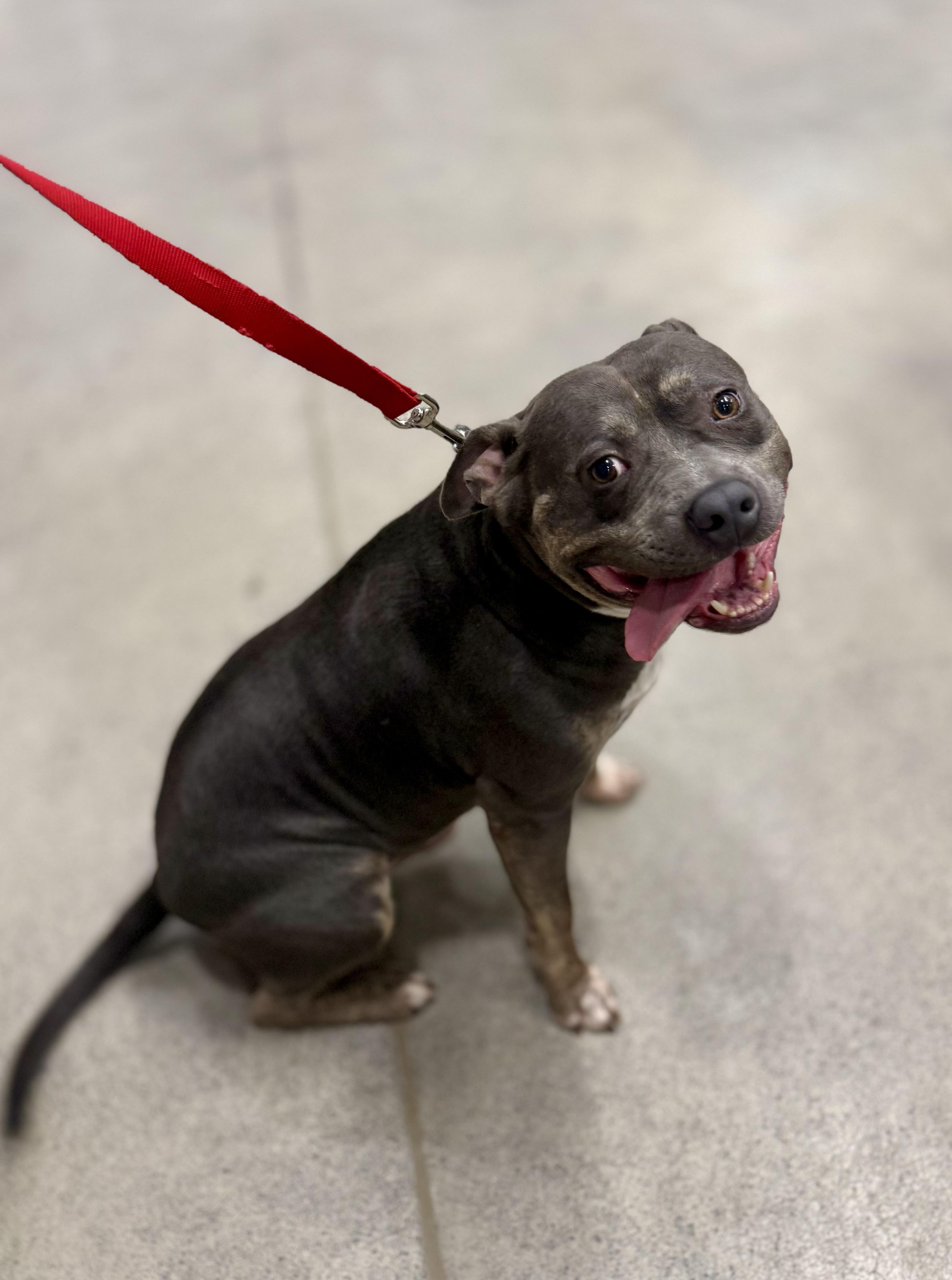 Enlarge Clyde, a ADOPTABLE American Bully in Knoxville, TN image 4/4
