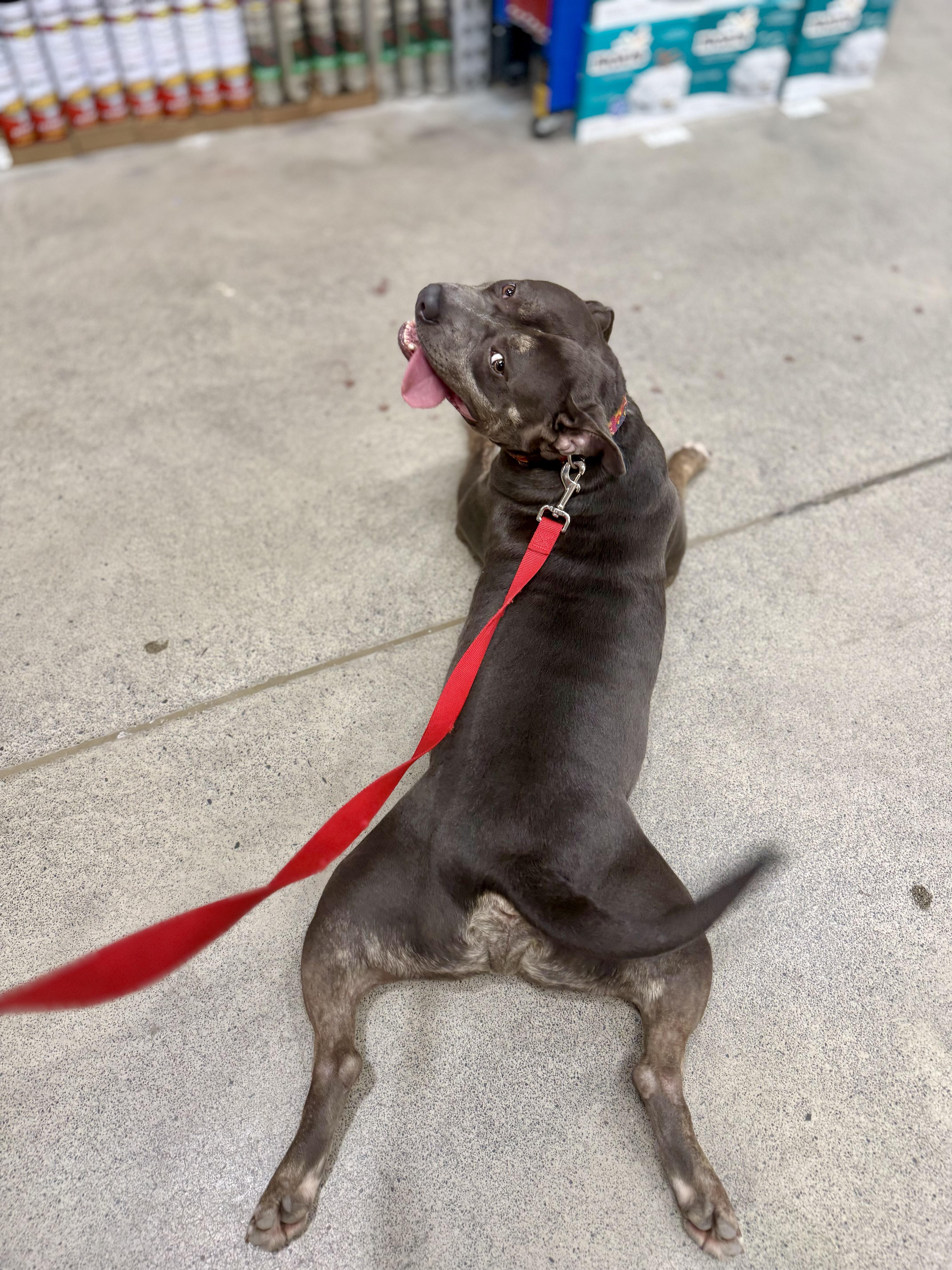 Enlarge Clyde, a ADOPTABLE American Bully in Knoxville, TN image 2/4
