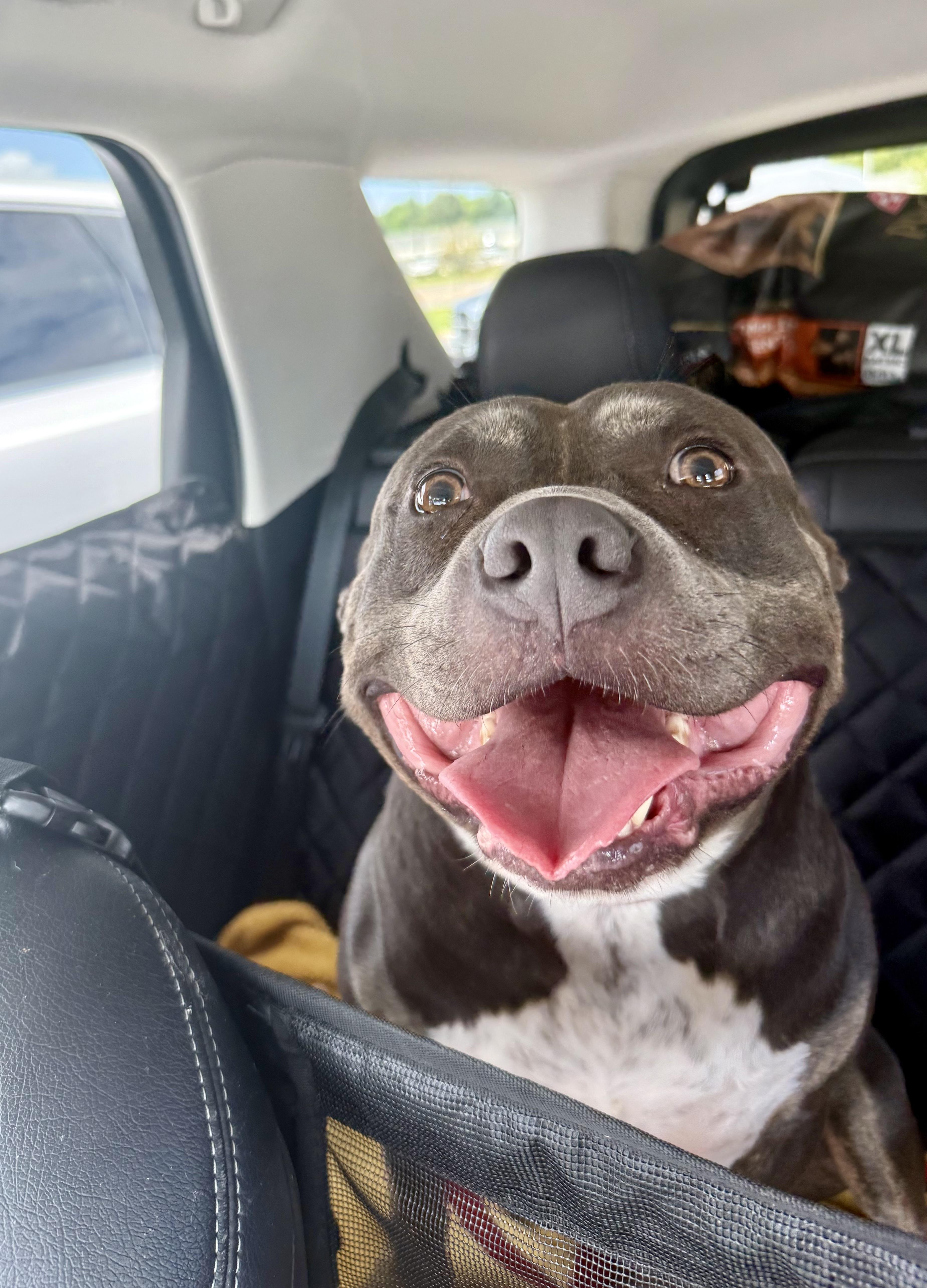 Enlarge Clyde, a ADOPTABLE American Bully in Knoxville, TN image 3/4