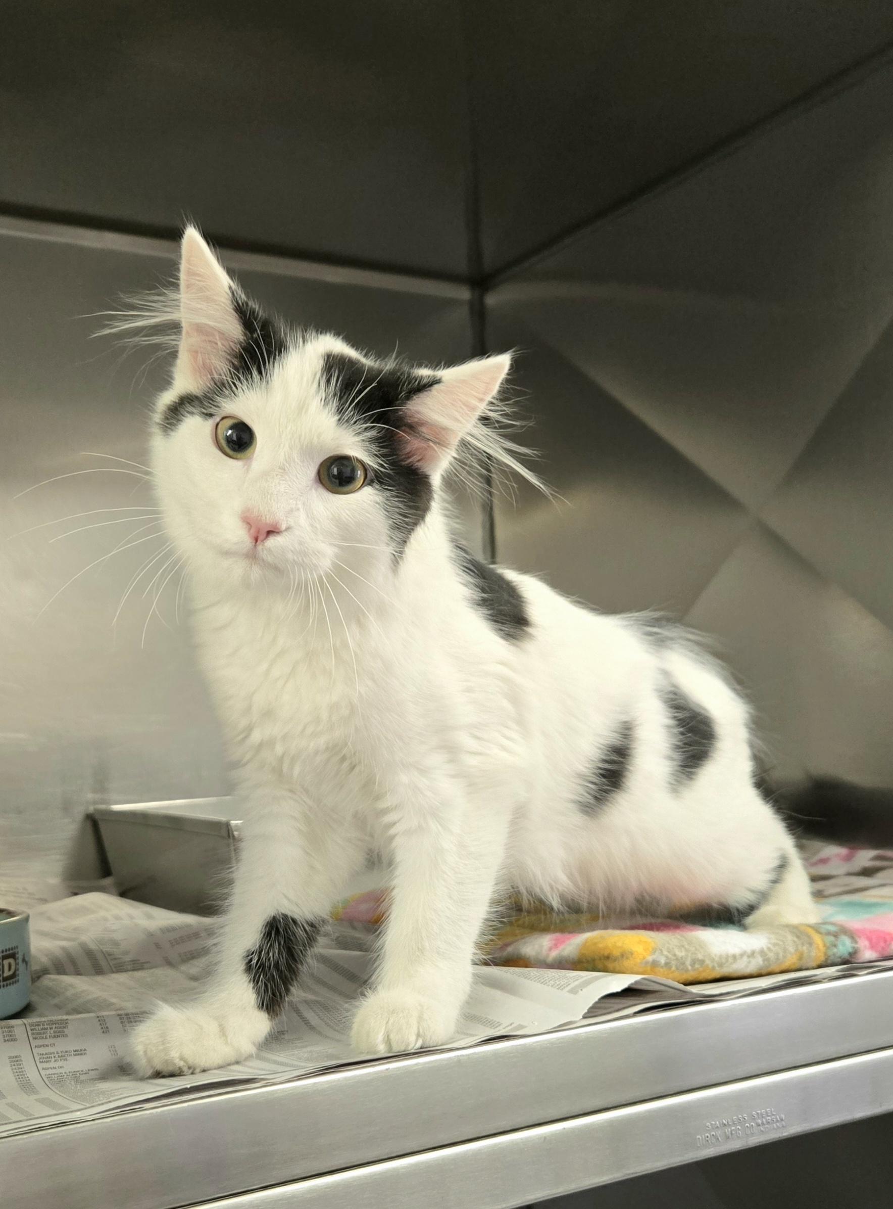 Oreo, ADOPTABLE, Kitten Female Domestic Medium Hair.