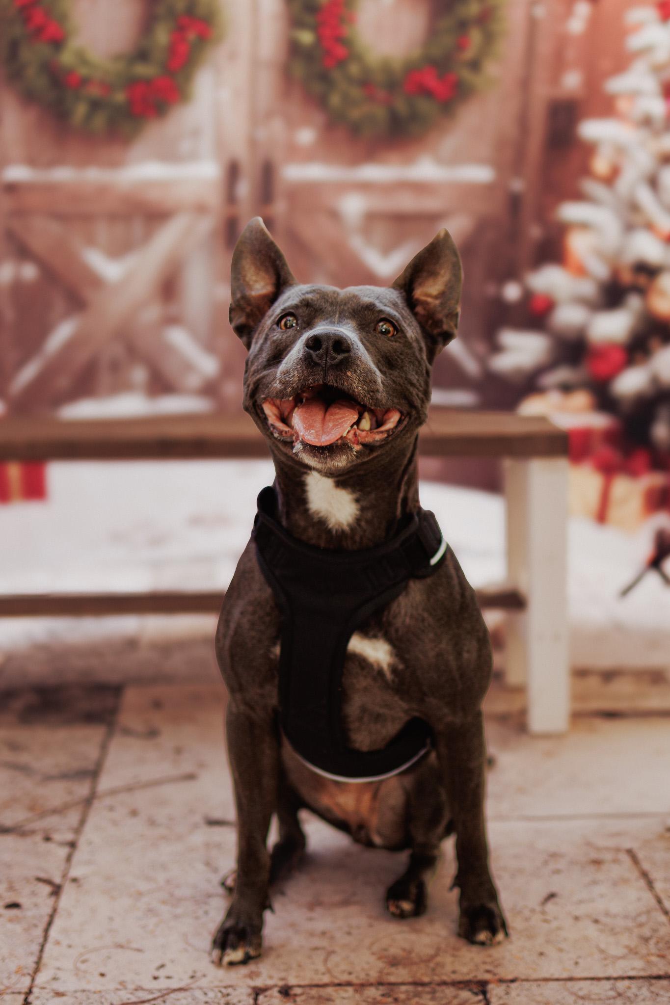 Enlarge Amelia, a Adoptable mixed breed in stuart, FL image 1/2