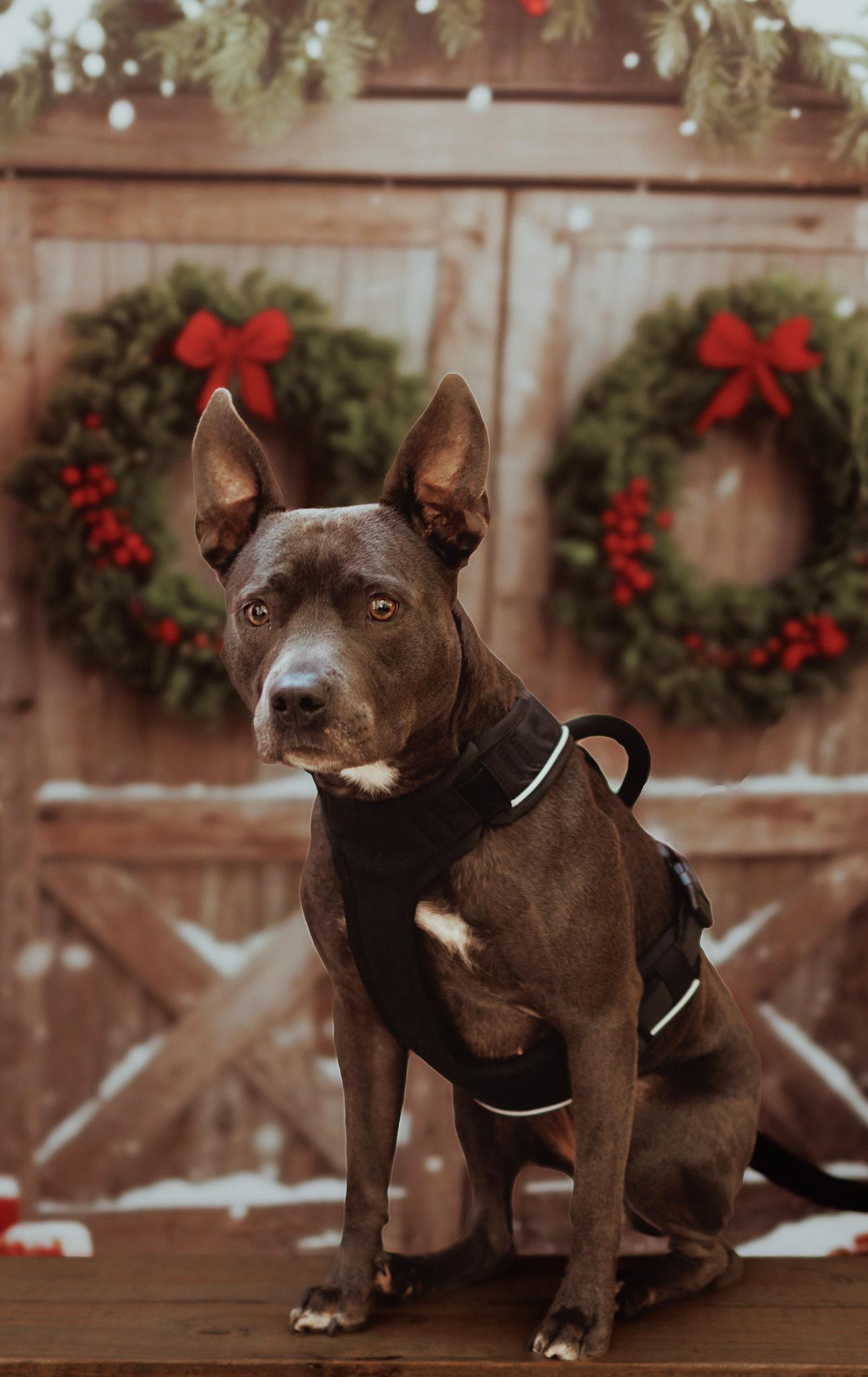 Amelia — thumbnail 2