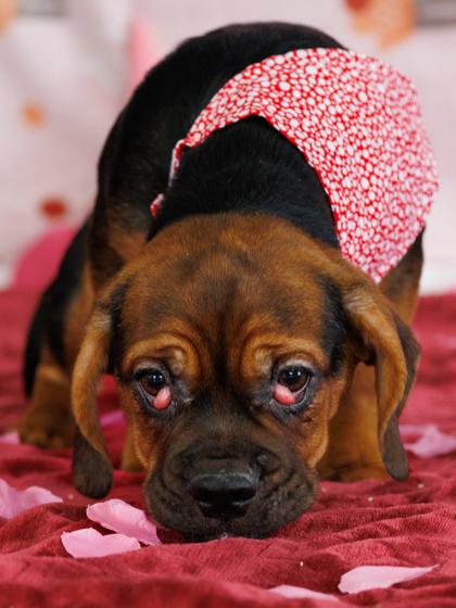Showgirl (pink), a Adoptable mixed breed in Scotia, NY image 1/3