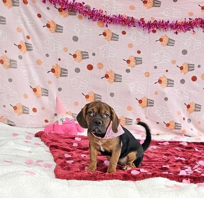 Showgirl (pink), a Adoptable mixed breed in Scotia, NY image 2/3