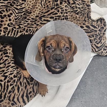 Showgirl (pink), a Adoptable mixed breed in Scotia, NY image 3/3