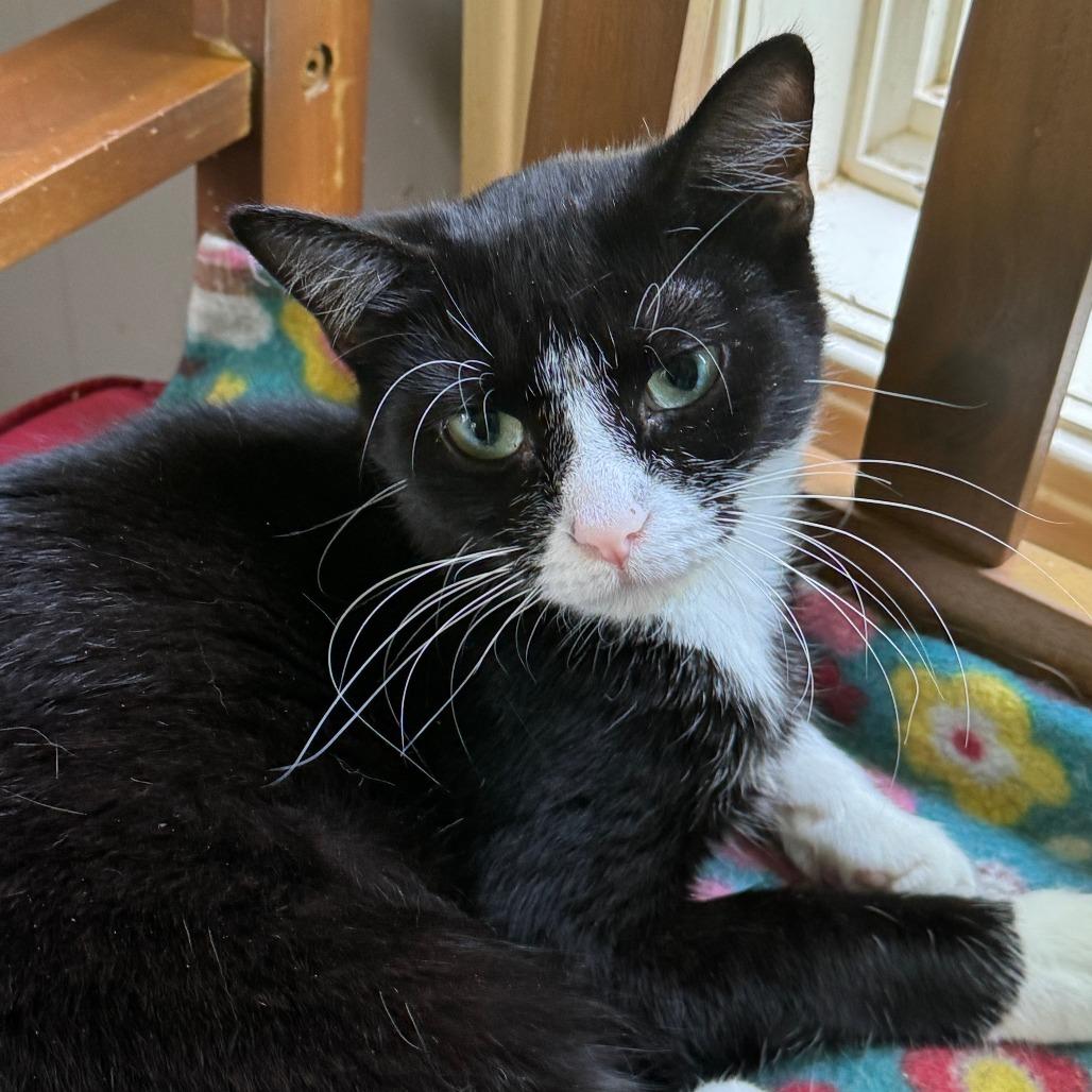 Enlarge Brigid, a Adoptable Tuxedo in Richland, MI image 3/4