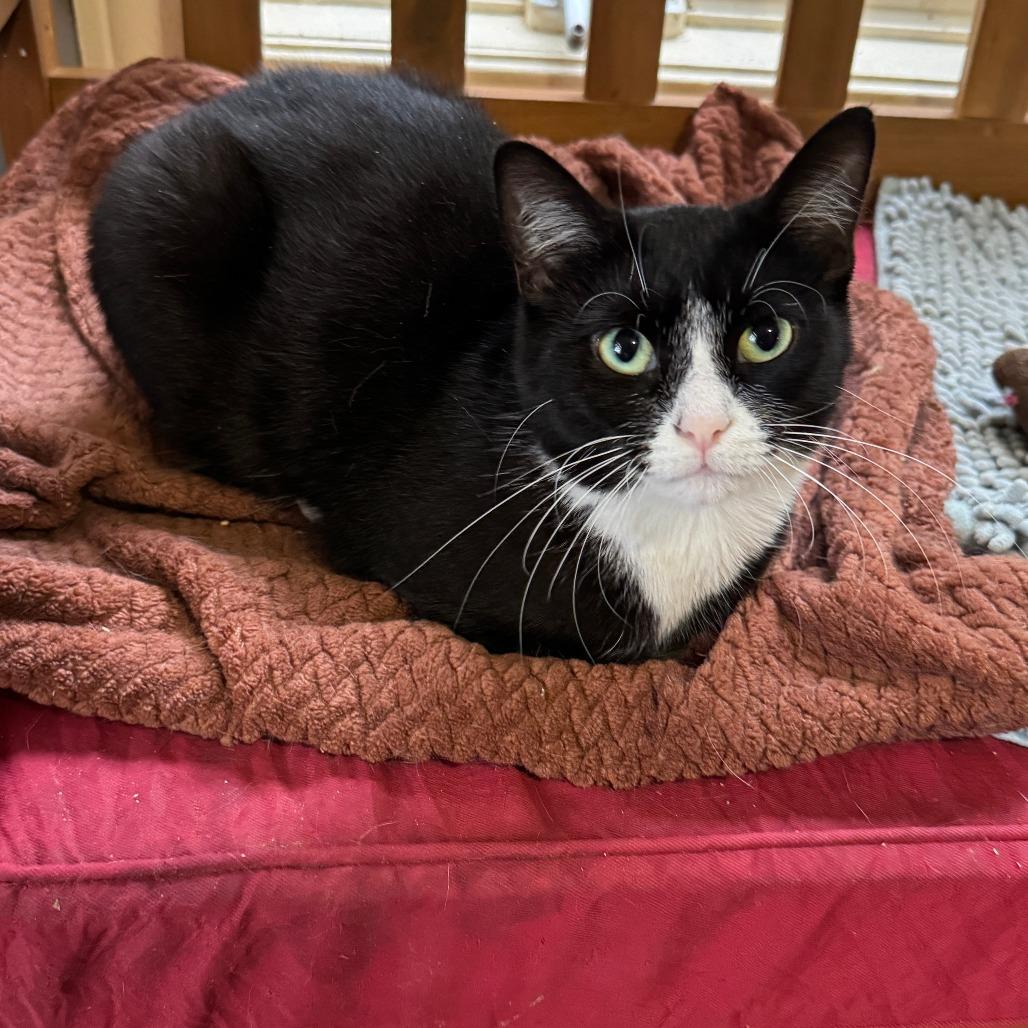 Enlarge Brigid, a Adoptable Tuxedo in Richland, MI image 1/4