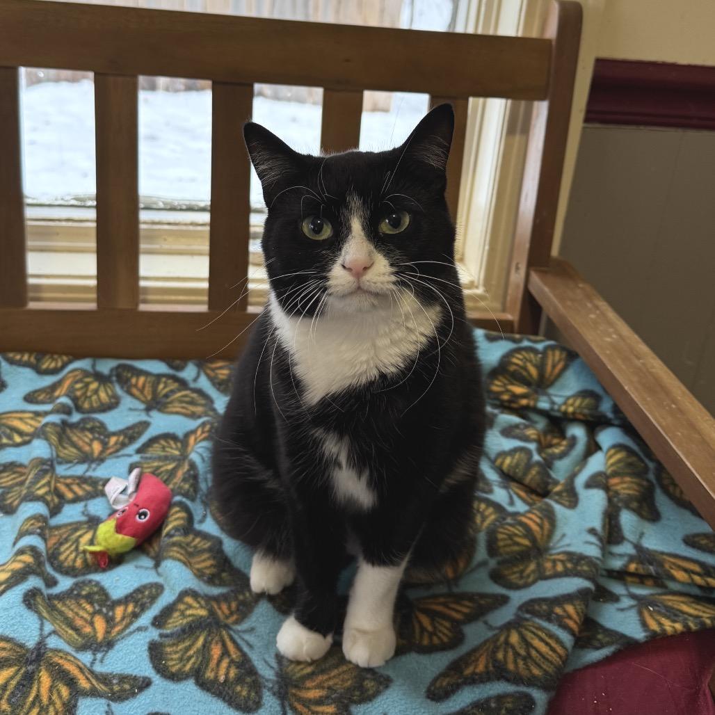 Enlarge Brigid, a Adoptable Tuxedo in Richland, MI image 4/4