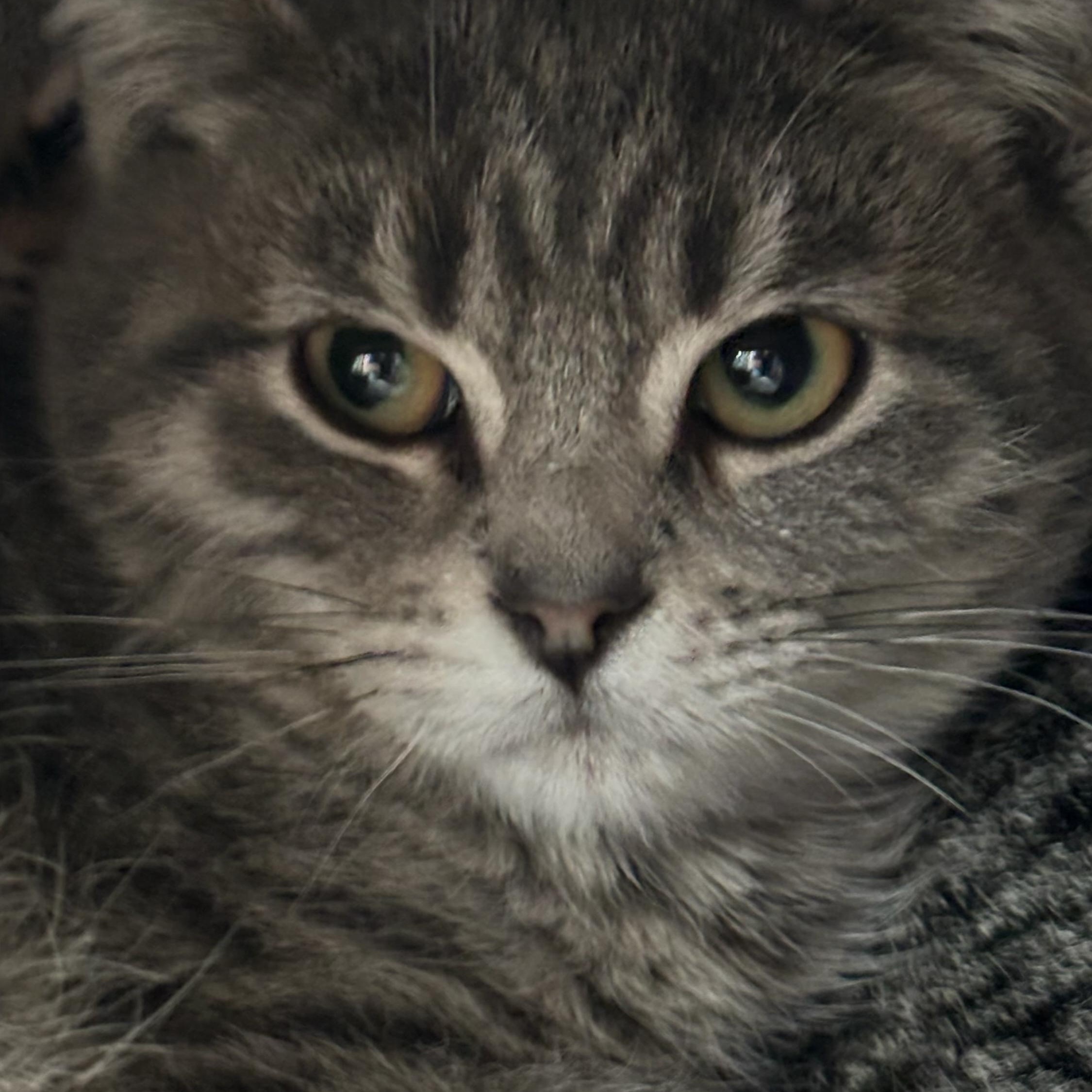 Enlarge Pudding, a ADOPTABLE Domestic Short Hair in Shelby Township, MI image 1/1