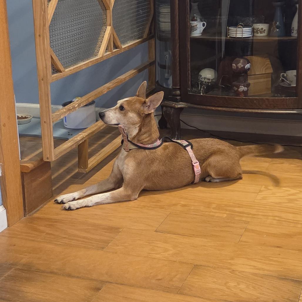 Enlarge Summer, a Adoptable mixed breed in Staten Island, NY image 1/6