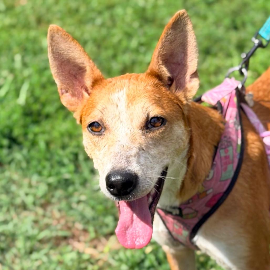 Enlarge Summer, a Adoptable mixed breed in Staten Island, NY image 2/6