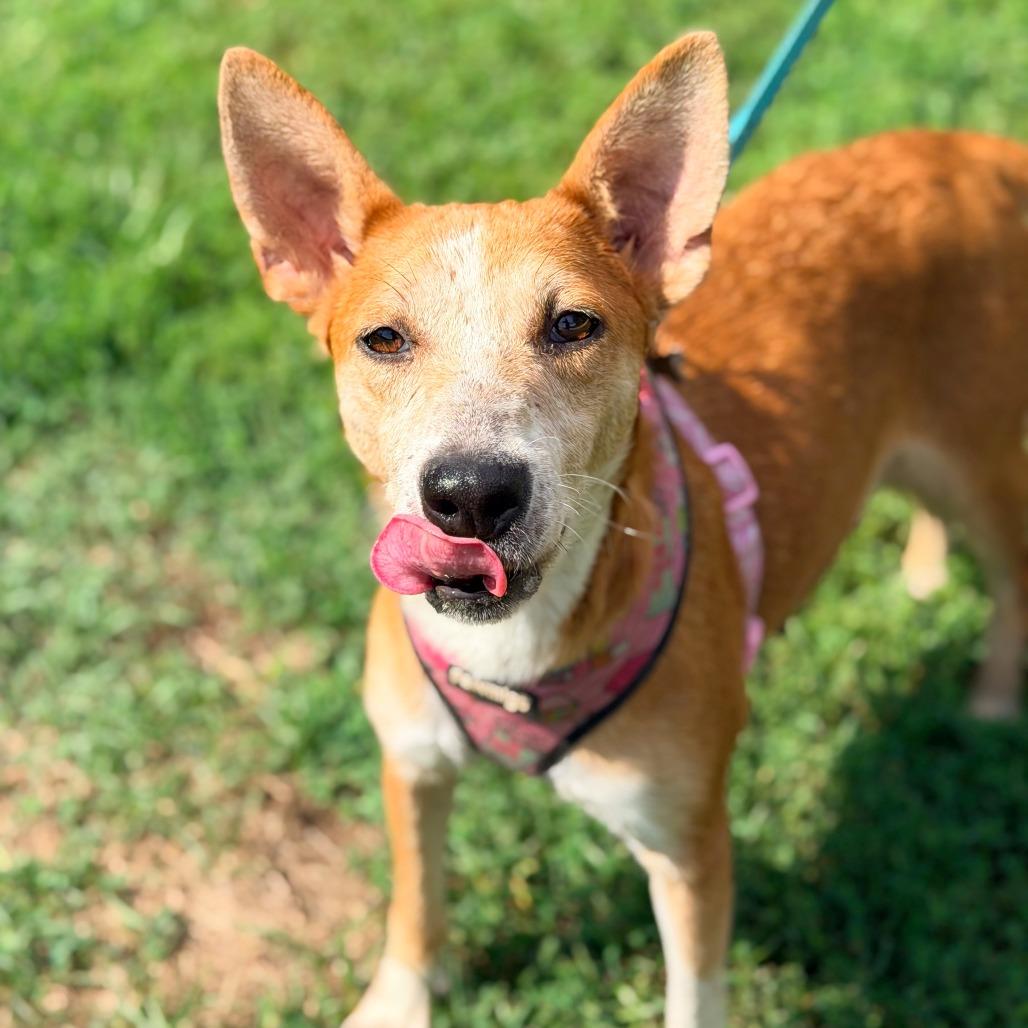 Enlarge Summer, a Adoptable mixed breed in Staten Island, NY image 3/6