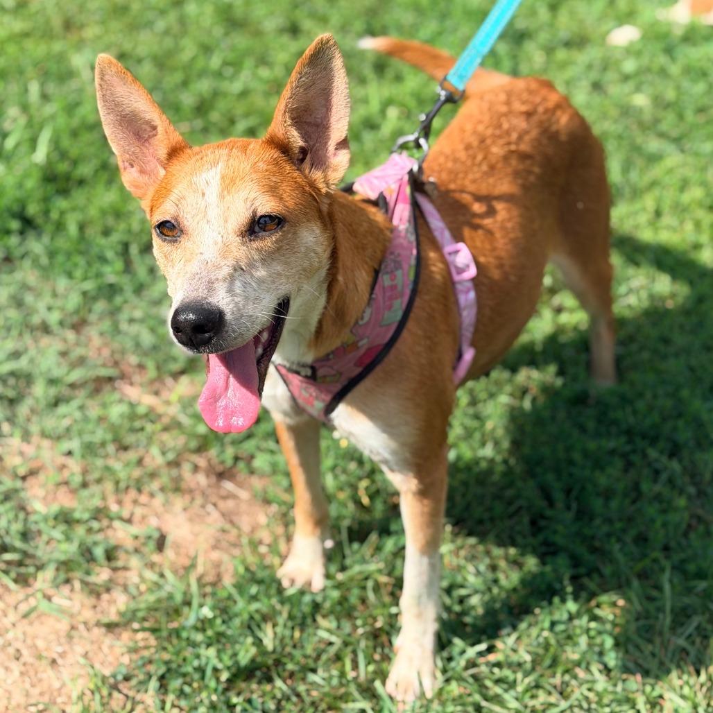Enlarge Summer, a Adoptable mixed breed in Staten Island, NY image 4/6