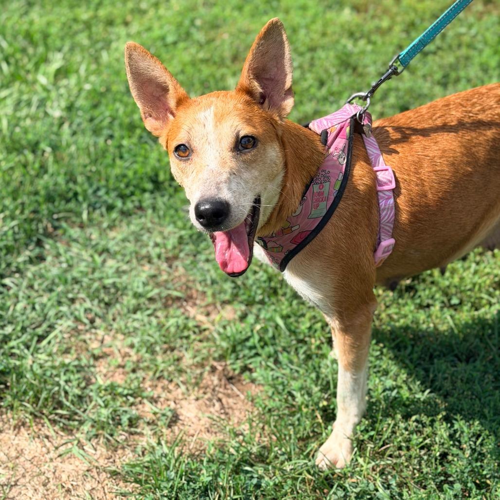 Enlarge Summer, a Adoptable mixed breed in Staten Island, NY image 5/6