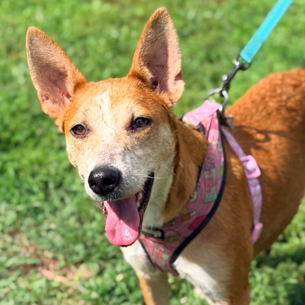 Enlarge Summer, a Adoptable mixed breed in Staten Island, NY image 6/6