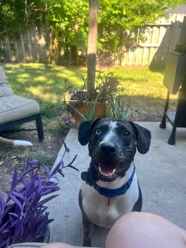 Betsy Blue — thumbnail 4