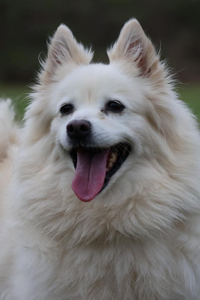 Mia, Adoptable, Adult Female Mixed Breed.