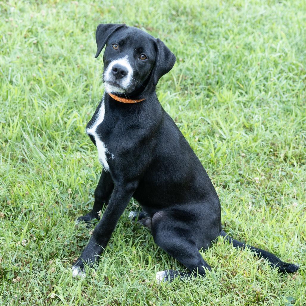 Baxter