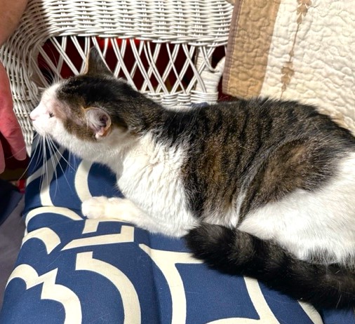 Enlarge AMAZING AMY - SPECTACULAR TURKISH VAN GIRL, a Adoptable mixed breed in Danbury, CT image 6/7