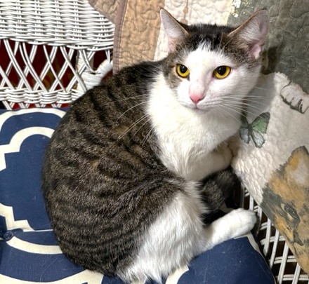 Enlarge AMAZING AMY - SPECTACULAR TURKISH VAN GIRL, a Adoptable mixed breed in Danbury, CT image 7/7