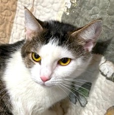 Enlarge AMAZING AMY - SPECTACULAR TURKISH VAN GIRL, a Adoptable mixed breed in Danbury, CT image 4/7