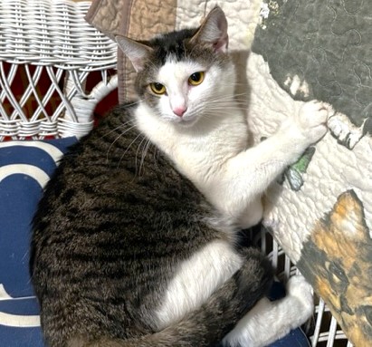 Enlarge AMAZING AMY - SPECTACULAR TURKISH VAN GIRL, a Adoptable mixed breed in Danbury, CT image 3/7