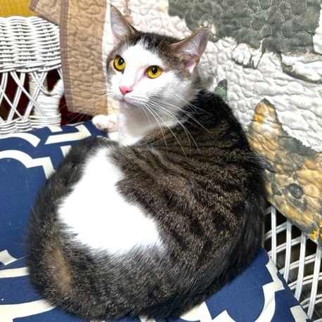AMAZING AMY - SPECTACULAR TURKISH VAN GIRL, Adoptable, Adult Female Bengal & Turkish Van.