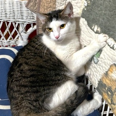 Enlarge AMAZING AMY - SPECTACULAR TURKISH VAN GIRL, a Adoptable mixed breed in Danbury, CT image 2/7