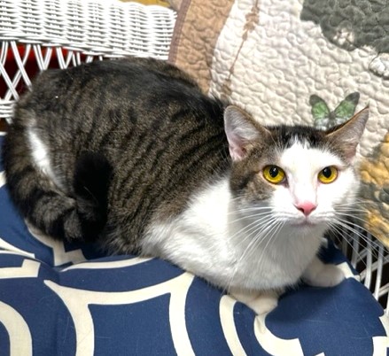Enlarge AMAZING AMY - SPECTACULAR TURKISH VAN GIRL, a Adoptable mixed breed in Danbury, CT image 5/7