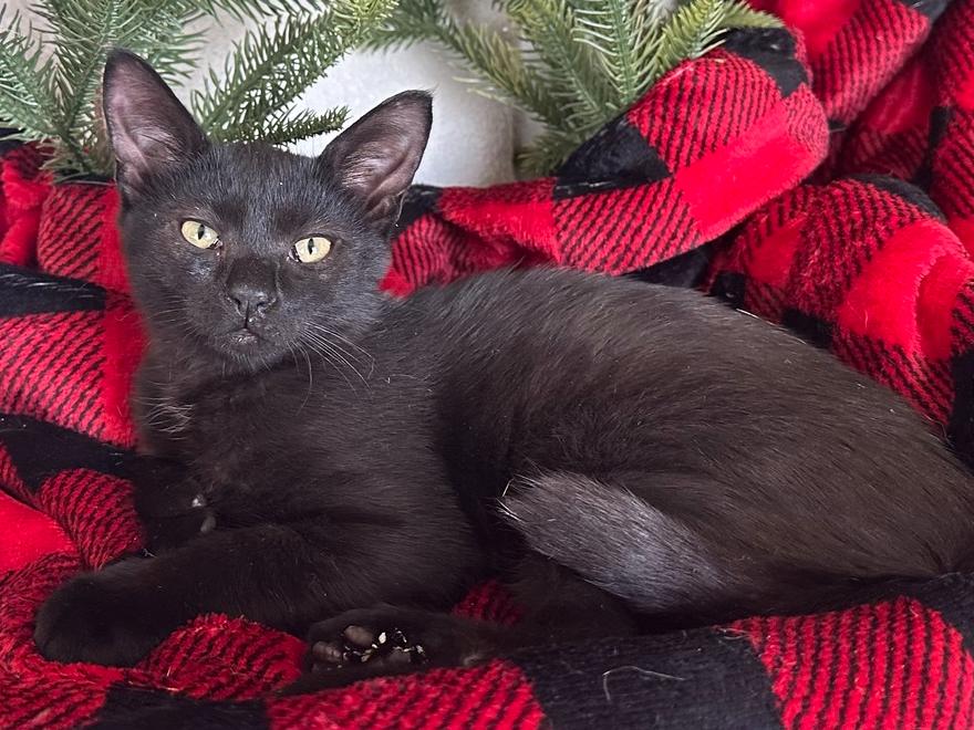 Jett, Adoptable, Kitten Male Domestic Short Hair.