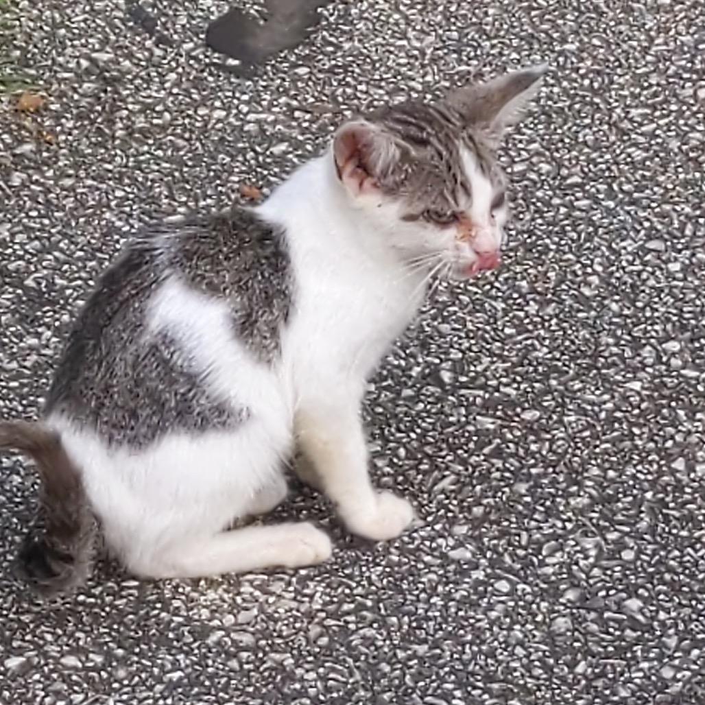 Biker Babe aka BB — thumbnail 3