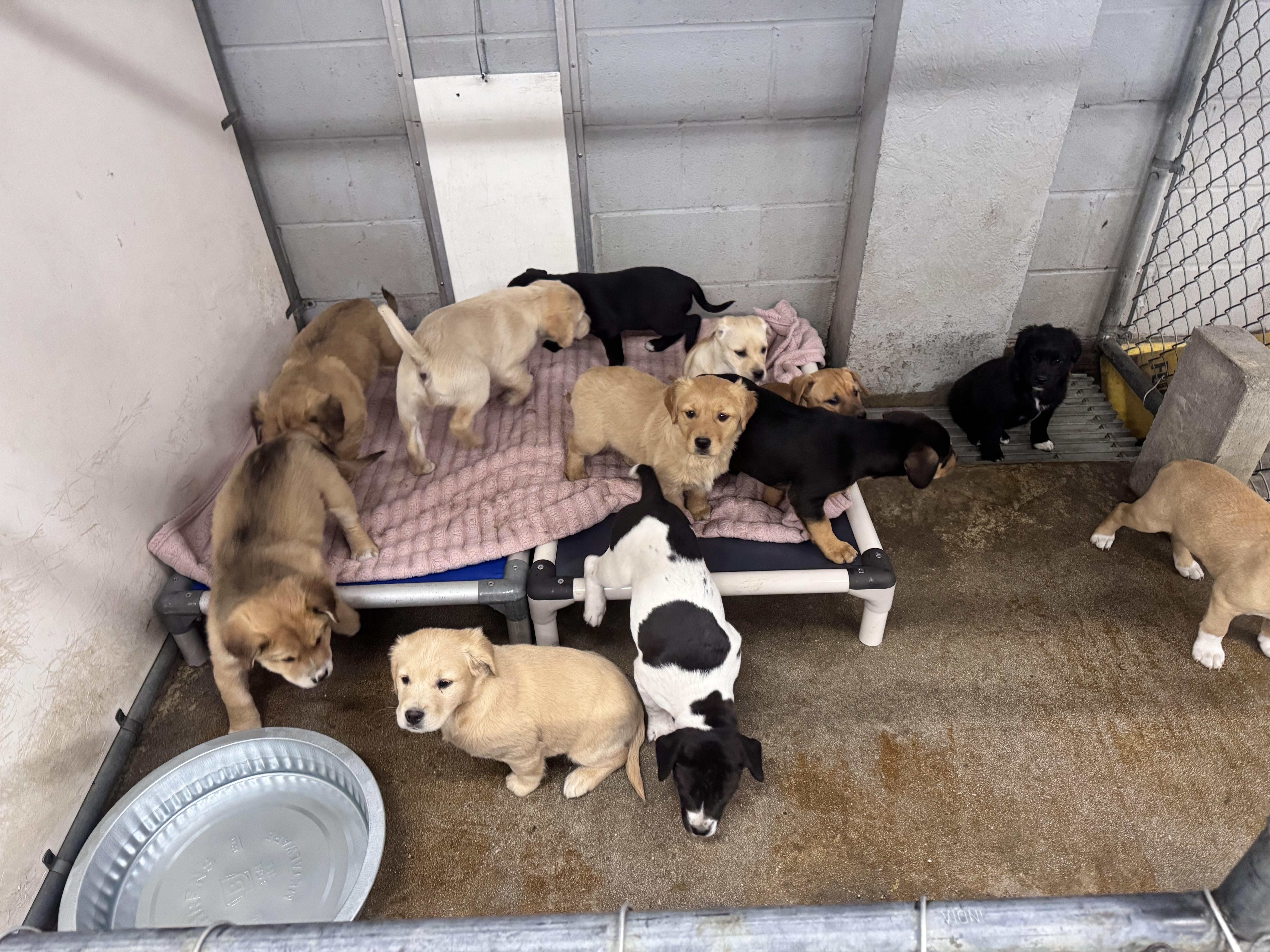 Enlarge Liter of 12 puppies, an adopted mixed breed in Elizabethtown, NC image 1/1