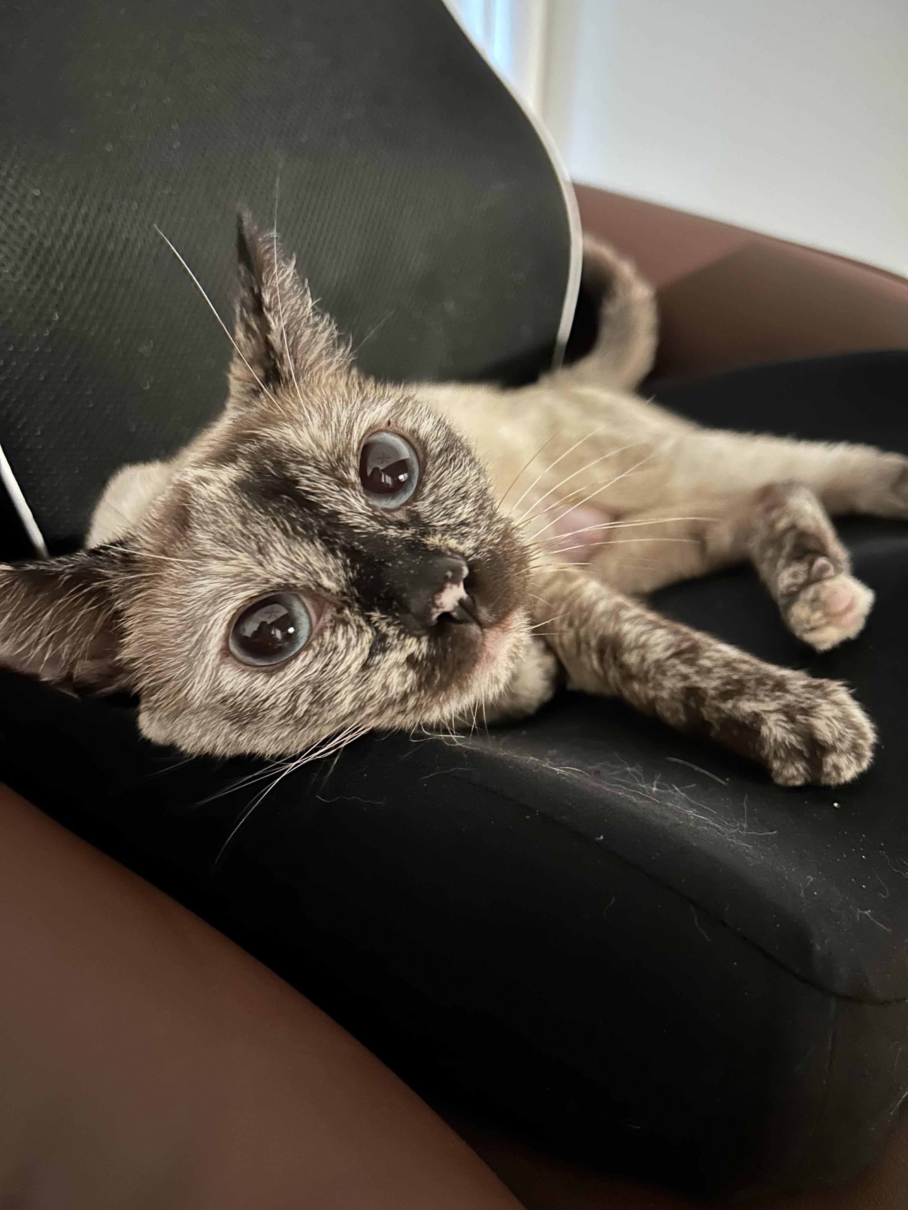 Enlarge Biscuit, a Adoptable Siamese in Long Beach, CA image 2/3
