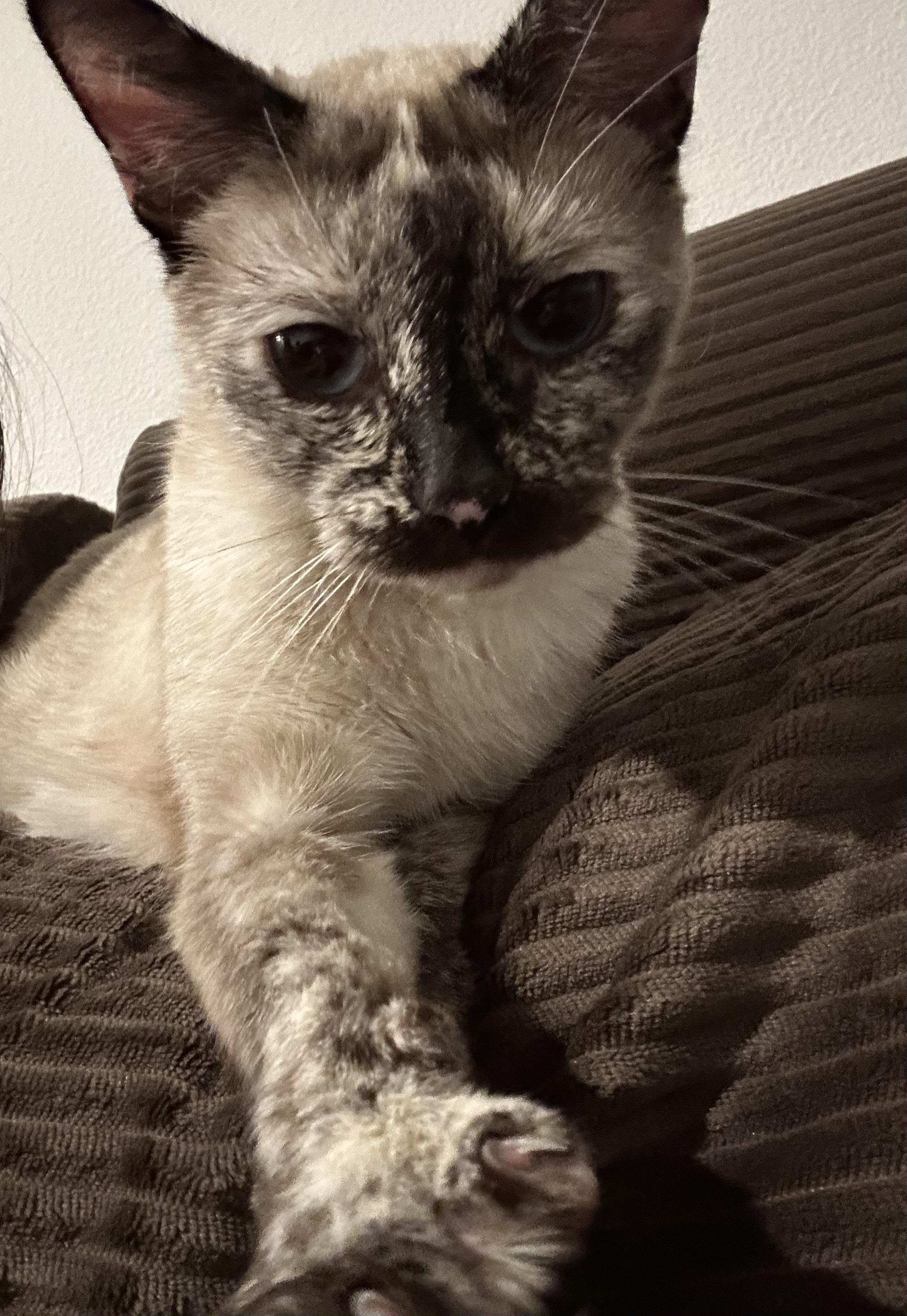 Biscuit, Adoptable, Adult Female Siamese.