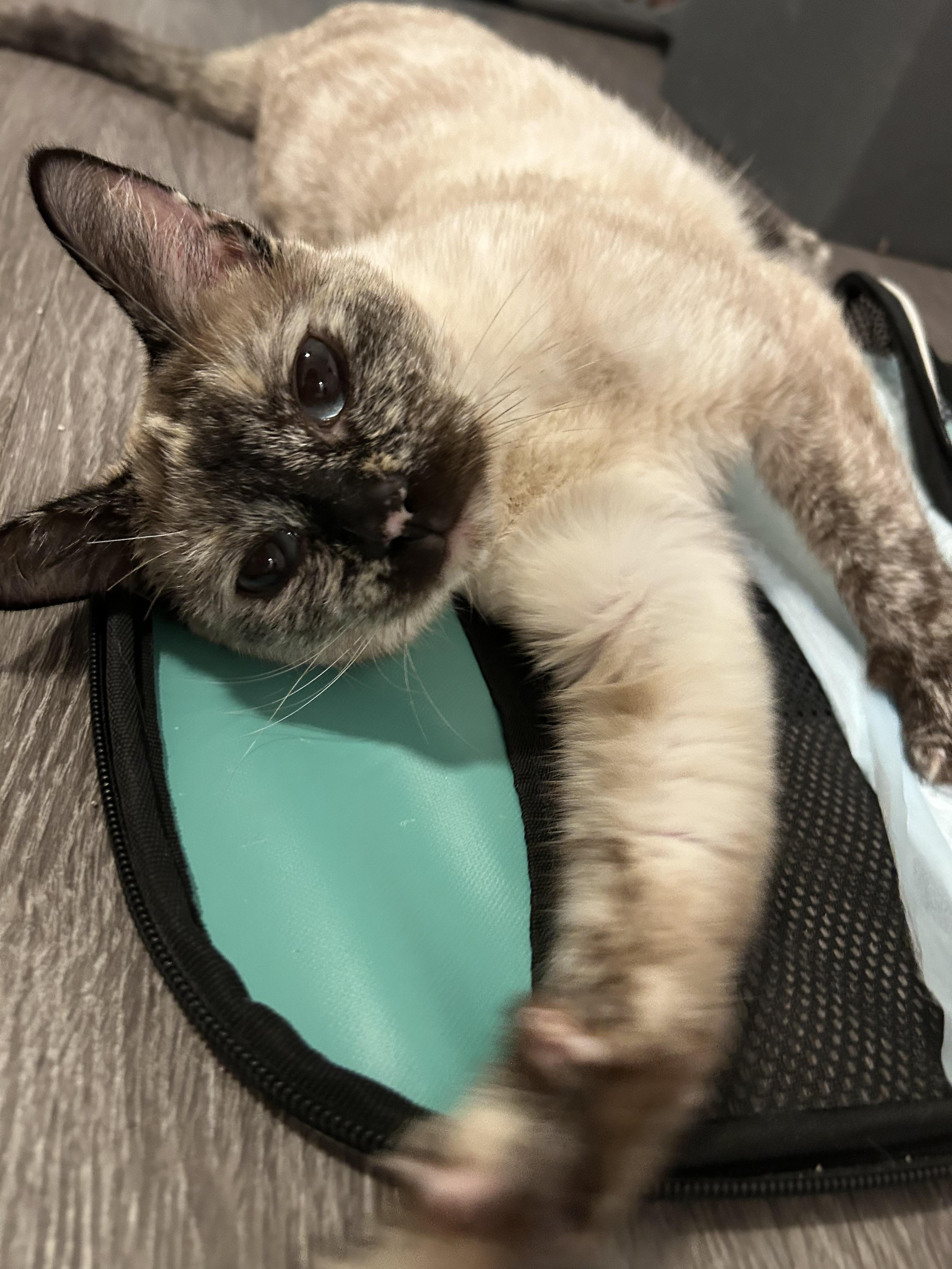 Enlarge Biscuit, a Adoptable Siamese in Long Beach, CA image 3/3